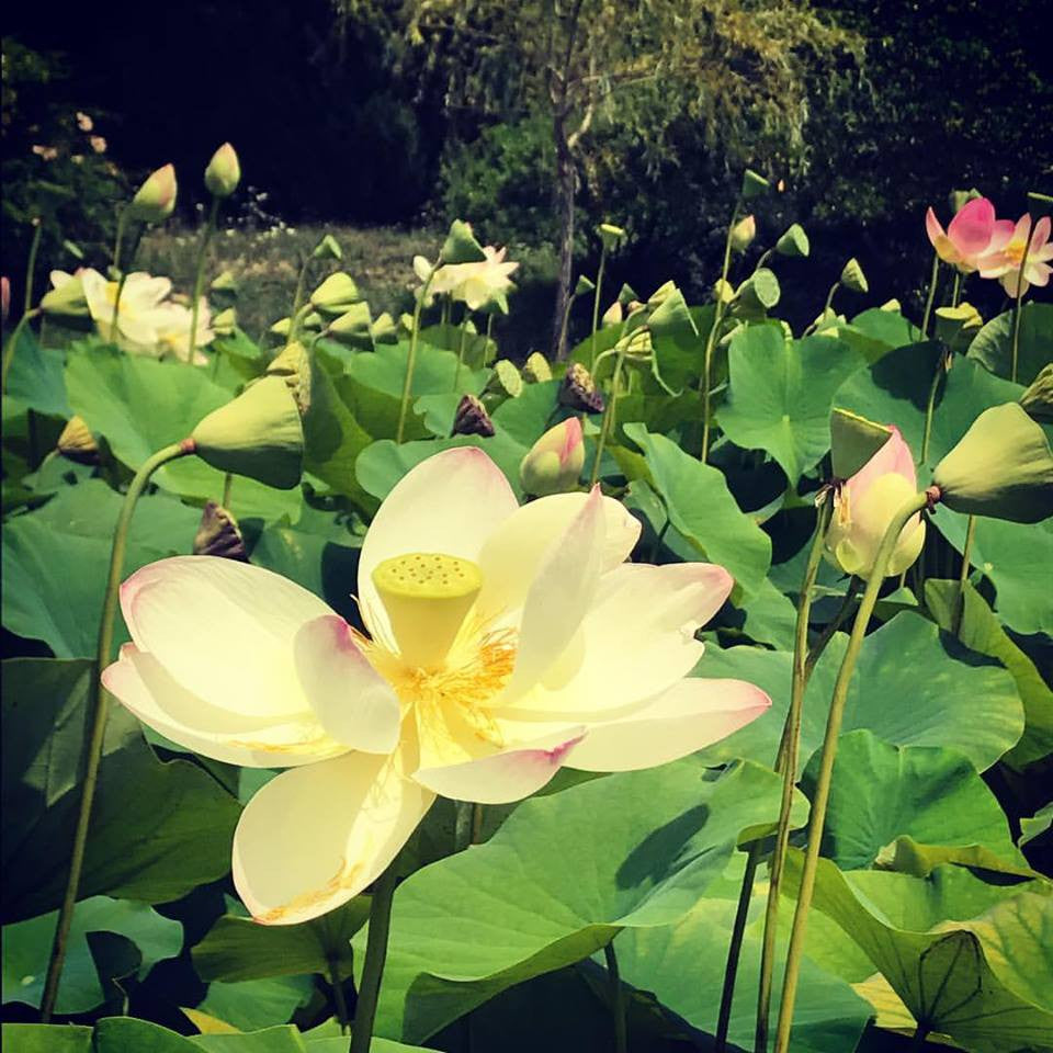 Mindful Necessities Online Store Closed For Aug.