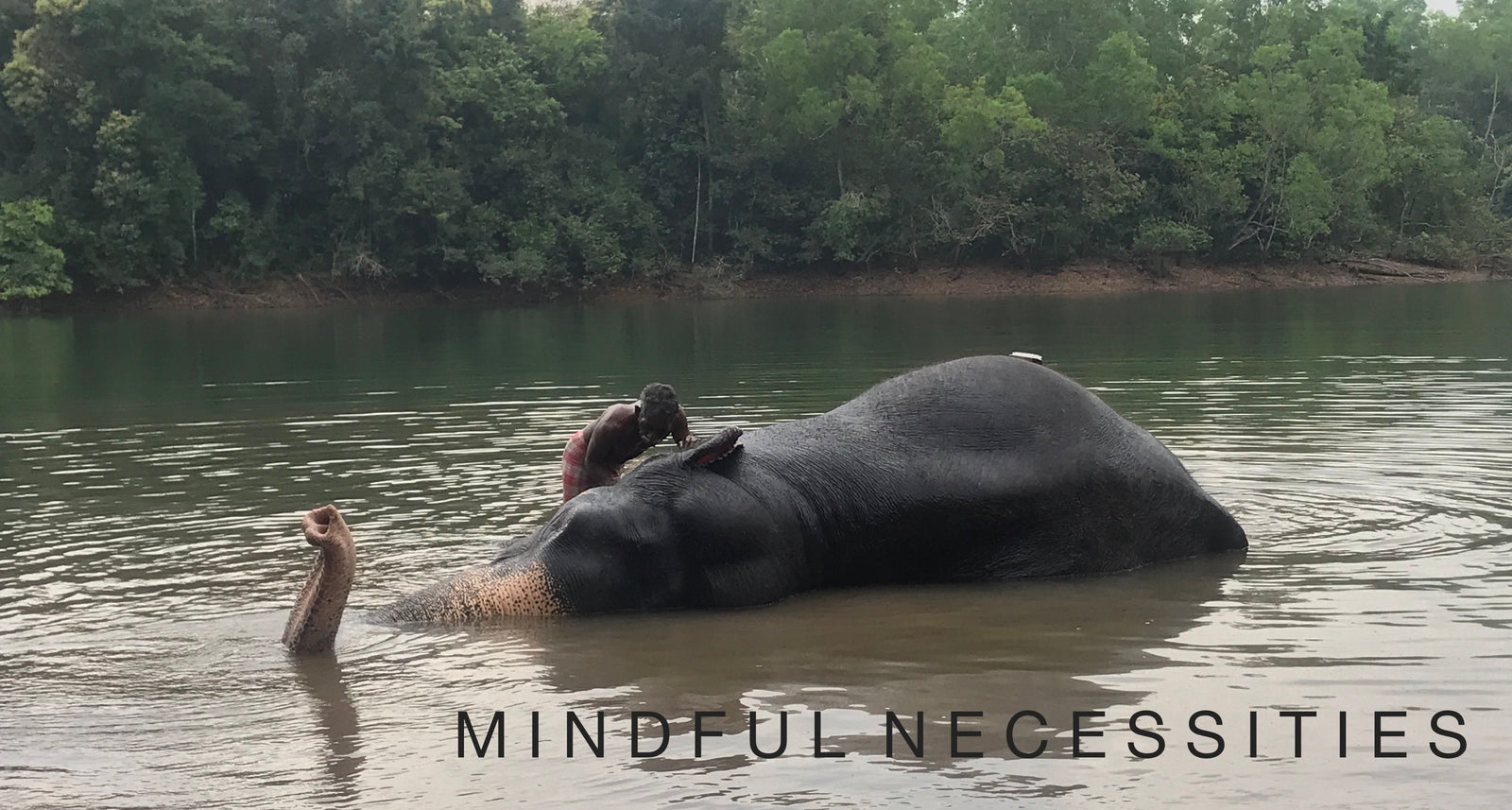 mosquitos, elephants and a February SALE